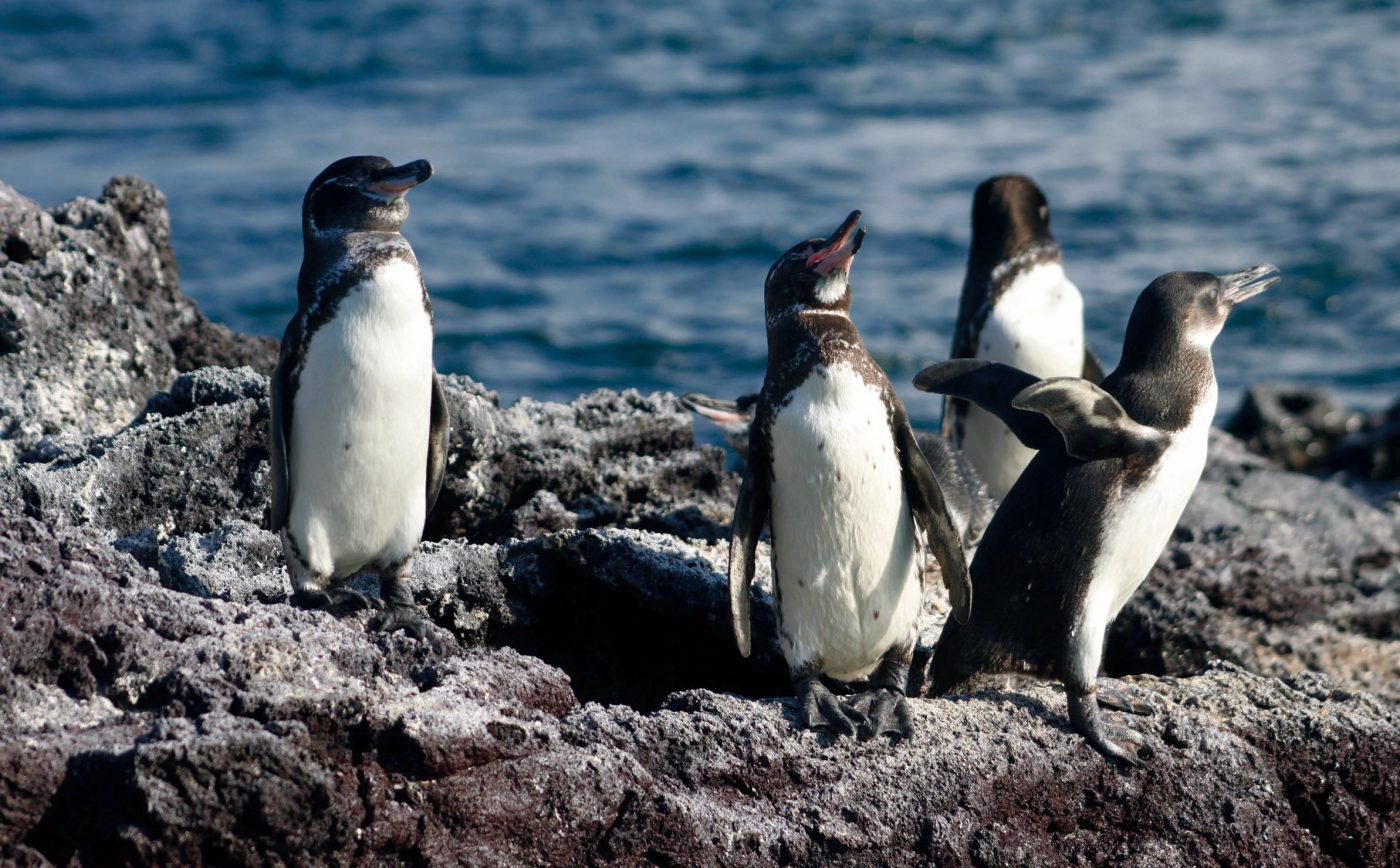 Galápagos Islands, Ecuador