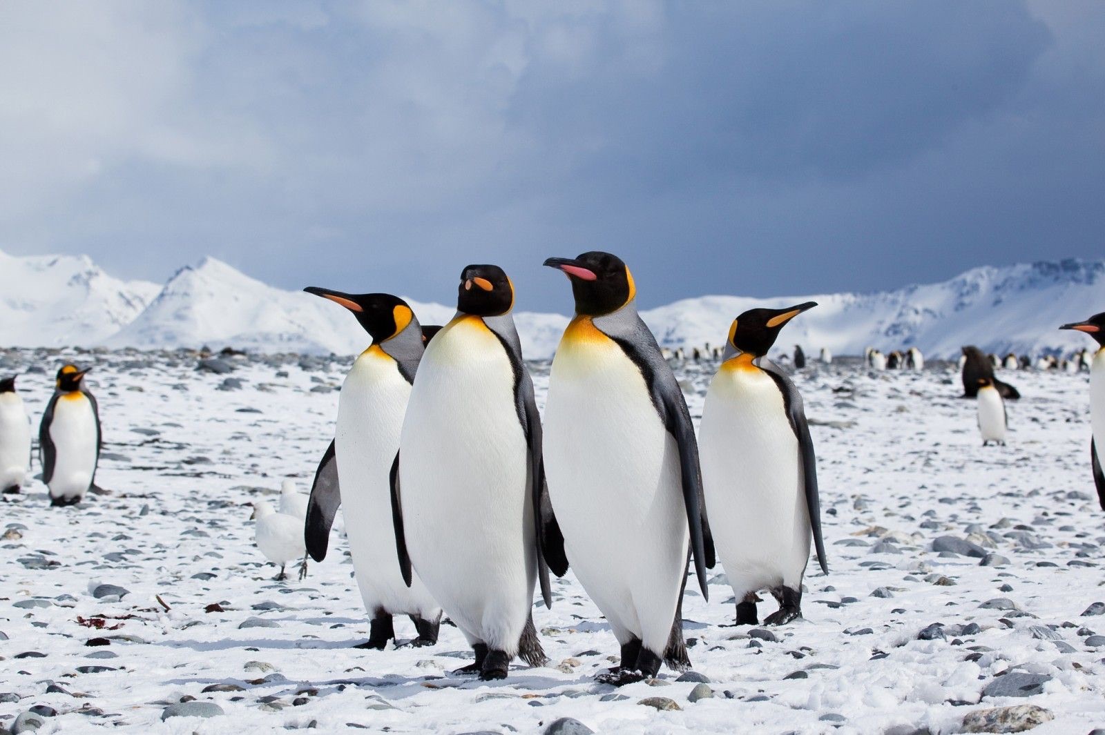 ANTARCTIC’S PENGUIN EXPERIENCE