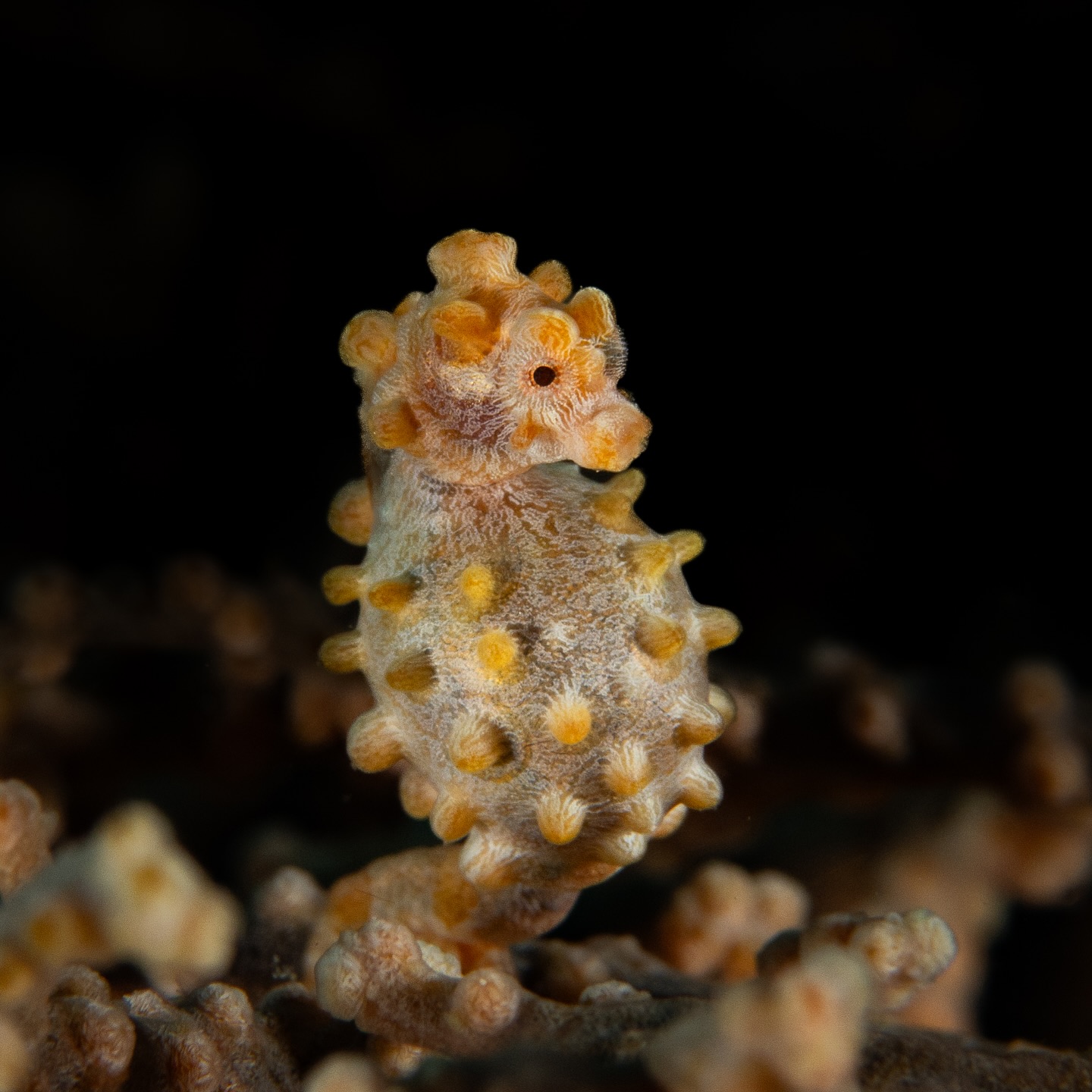 pygmy seahorse