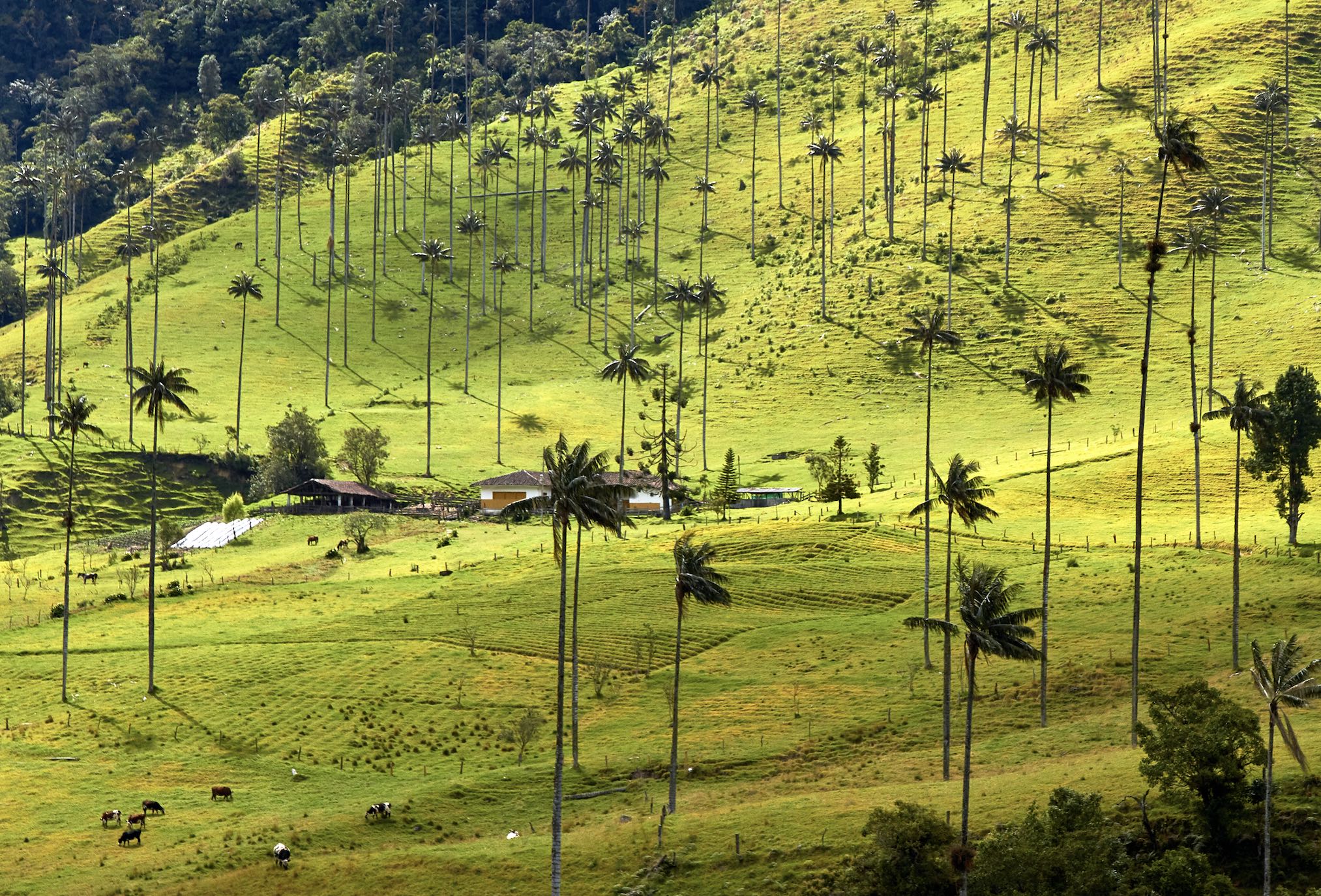 Colombia’s coffee region