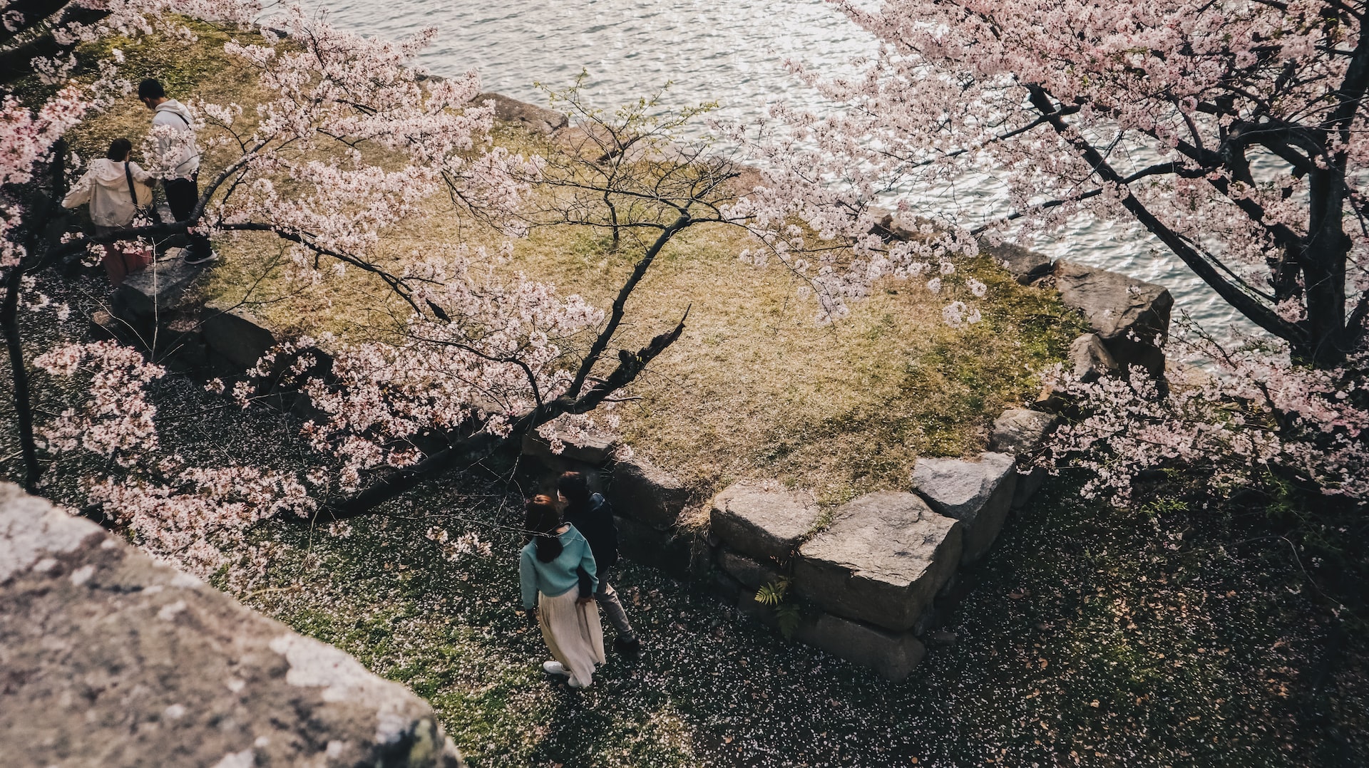 Hiroshima. Couples walking under Sakura trees.