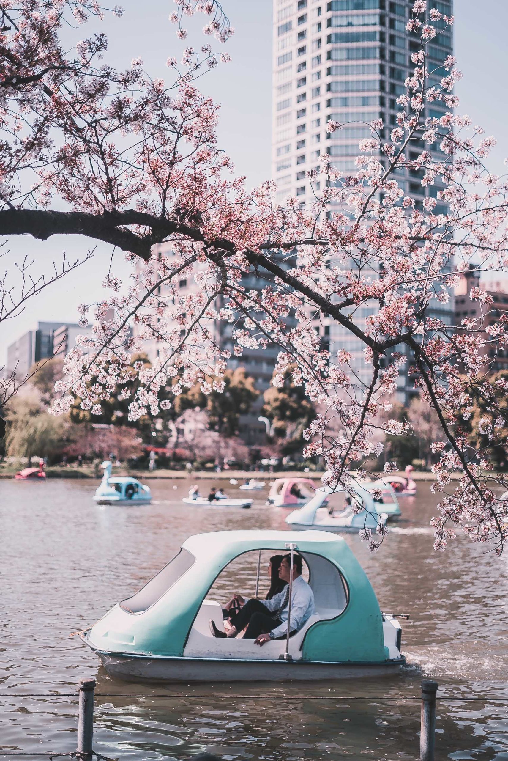 Ueno Park Cherry Blossom