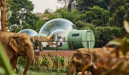 Bucket List Adventure: Sleep Under the Stars with Elephants in a ‘Jungle Bubble’ in Thailand