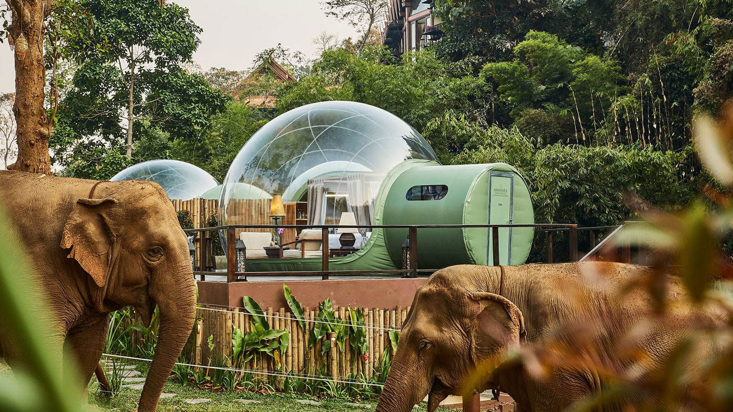 Sleep With Elephants Under the Stars in a ‘Jungle Bubble’ in Thailand