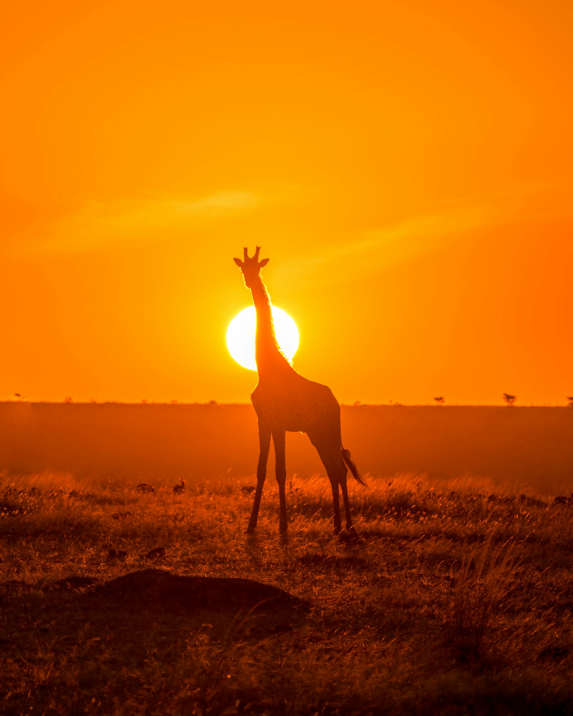 As the sky turns to fire, a lone giraffe stands against the light — this is the Masai Mara Sunset Shift in its most unforgettable form.