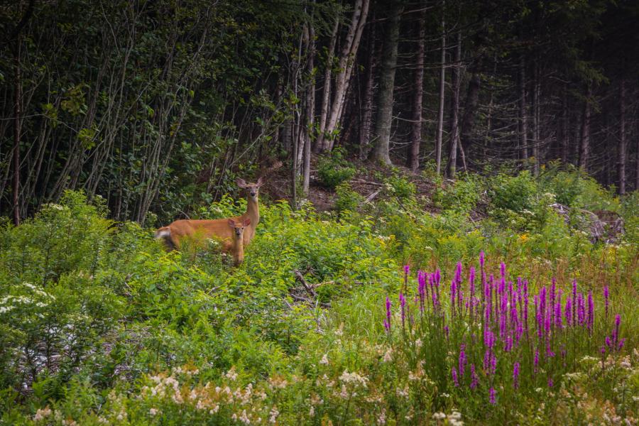 3. Being in nature is good for your brain