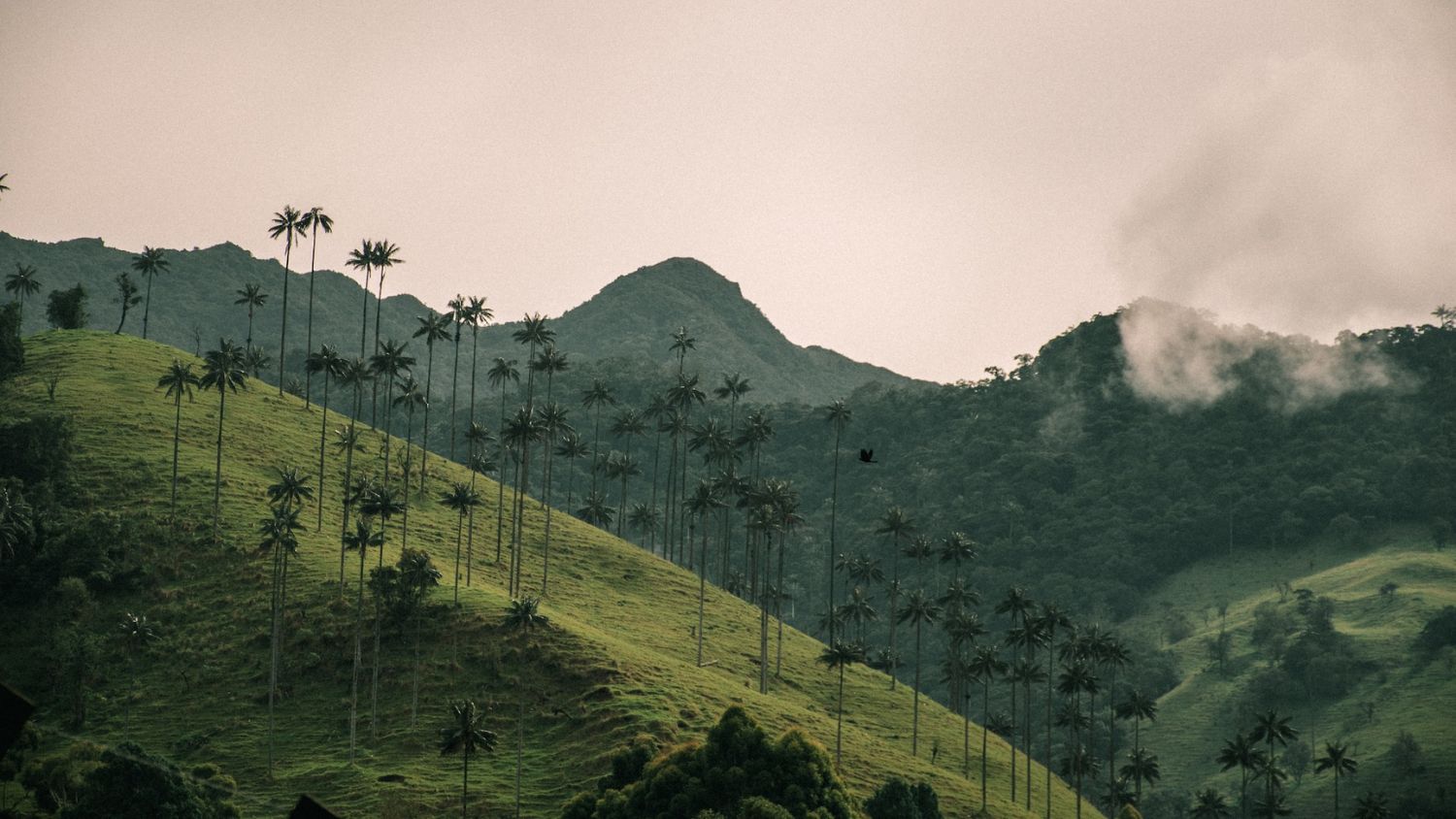 Valle del Cocora, Salento, Quindio, Colombia