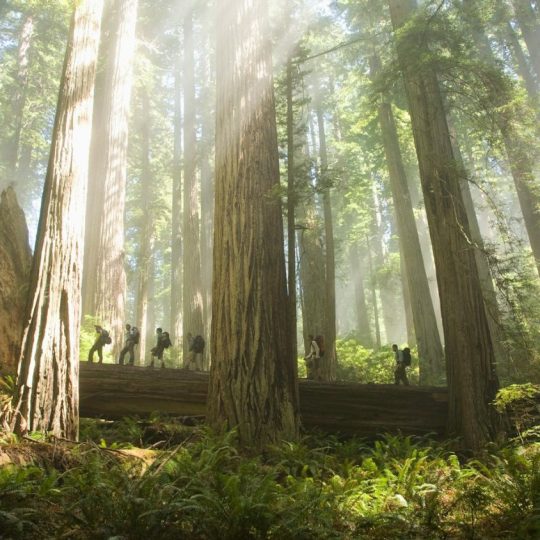 Sequoia National Park, California, USA