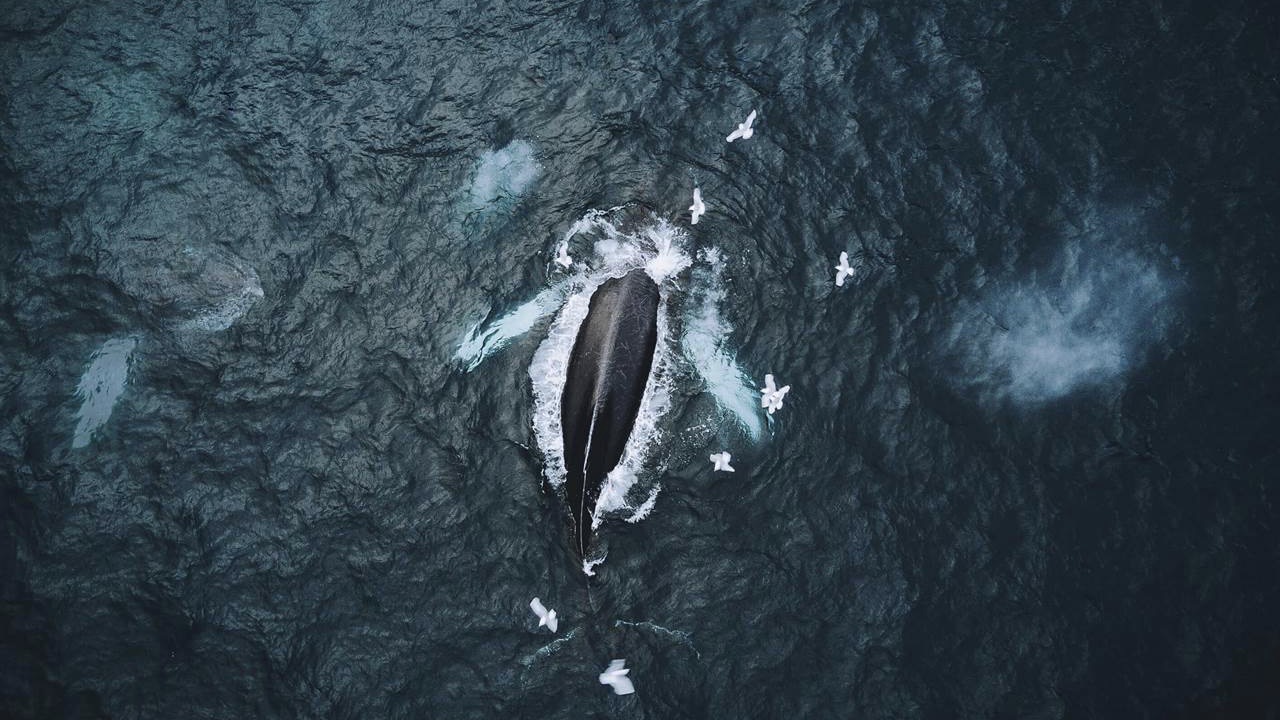 Whale Watching off the Coast of Newfoundland