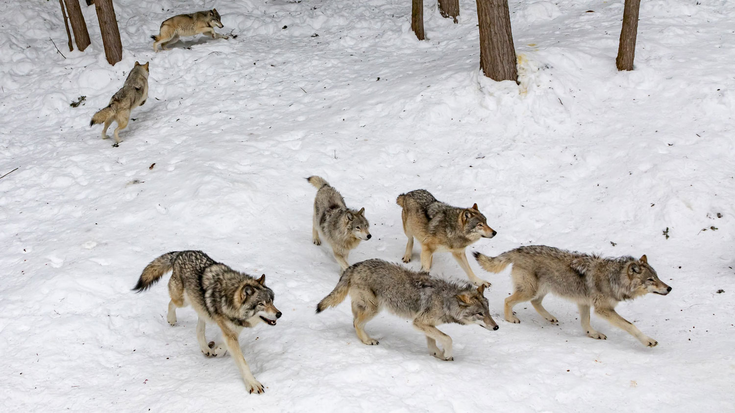 Two Sanctuaries are Offering Up-close and Personal Experiences with Friendly Wolves