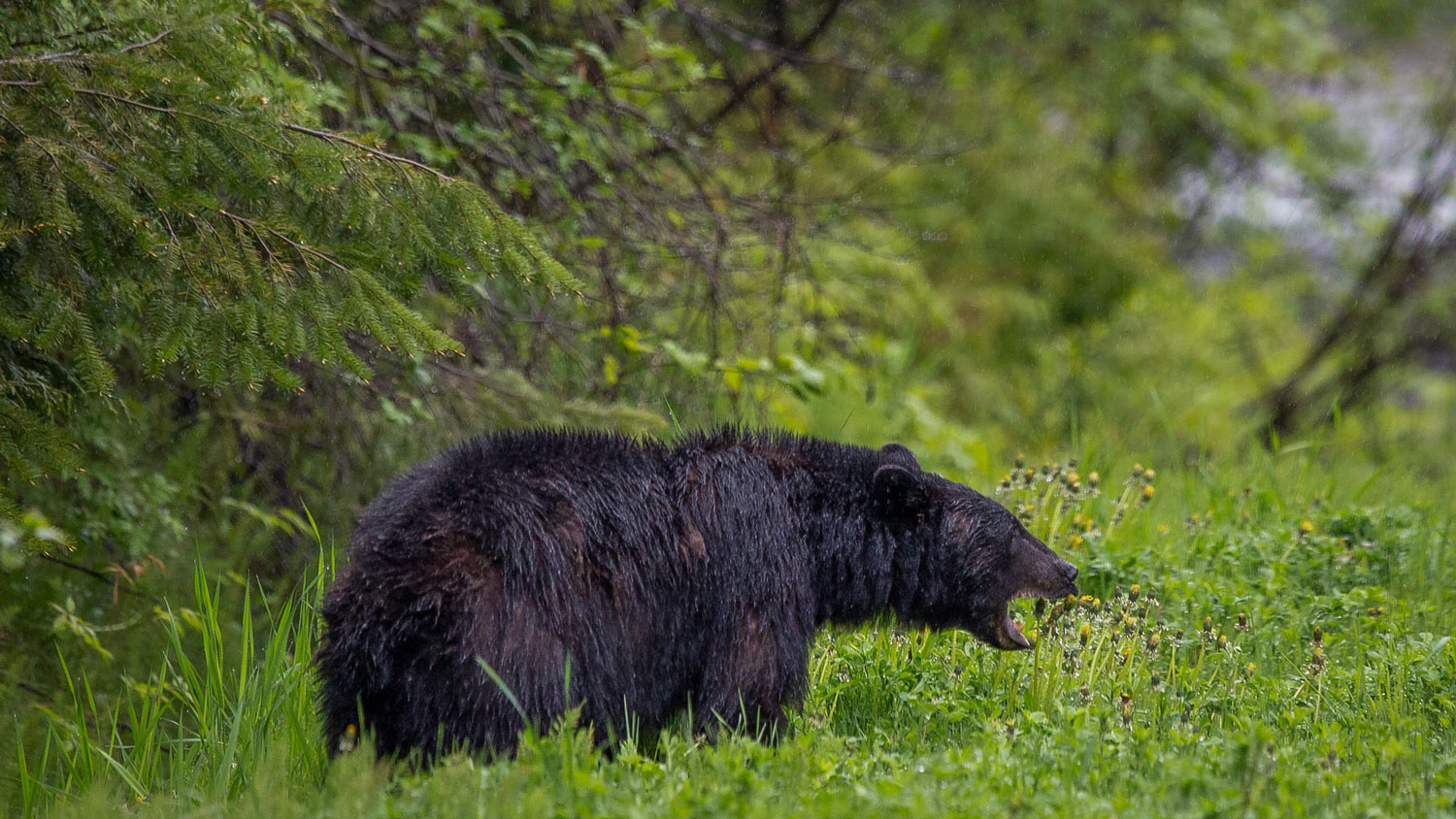 Curious Black Bear Nudges Napping Man Awake in Massachusetts Backyard