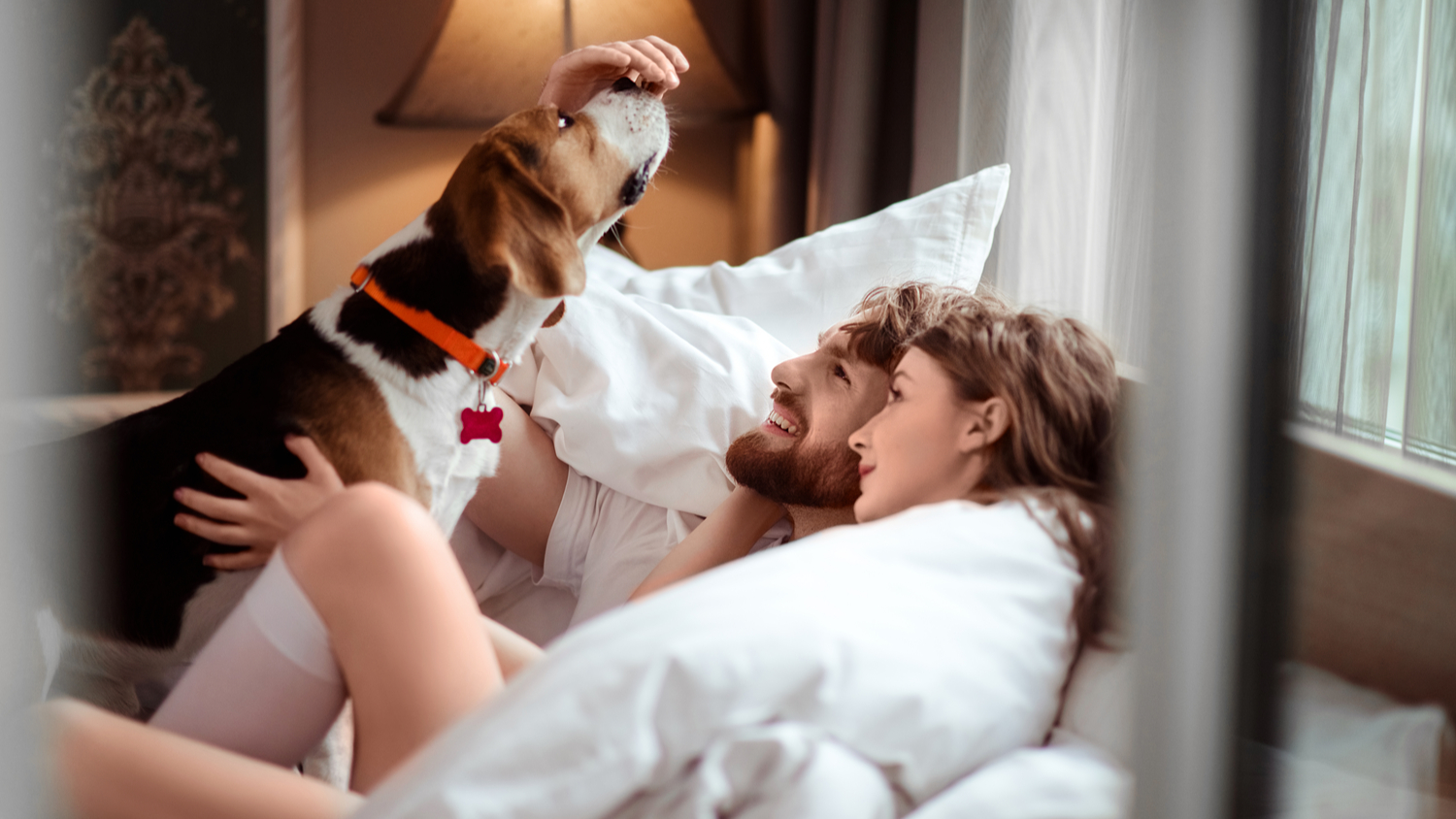 The Top 8 Dog friendly Hotels in Canada