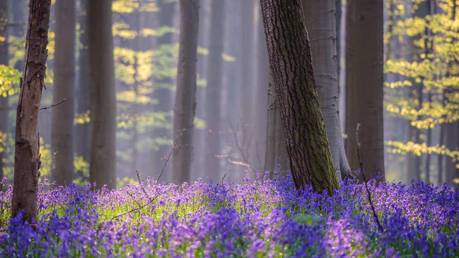 Hallerbos, Belgium