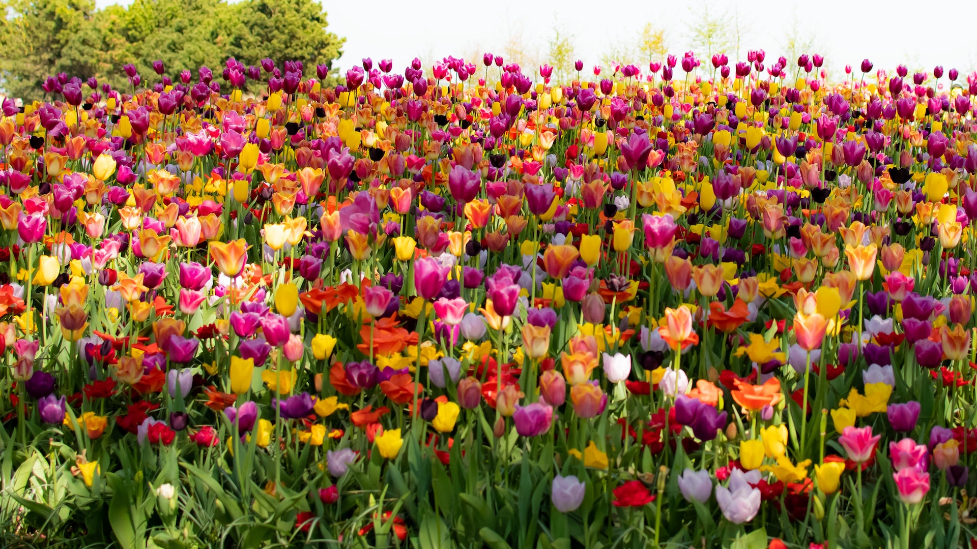 7 Places to See Beautiful Flowers in Full Bloom this Spring