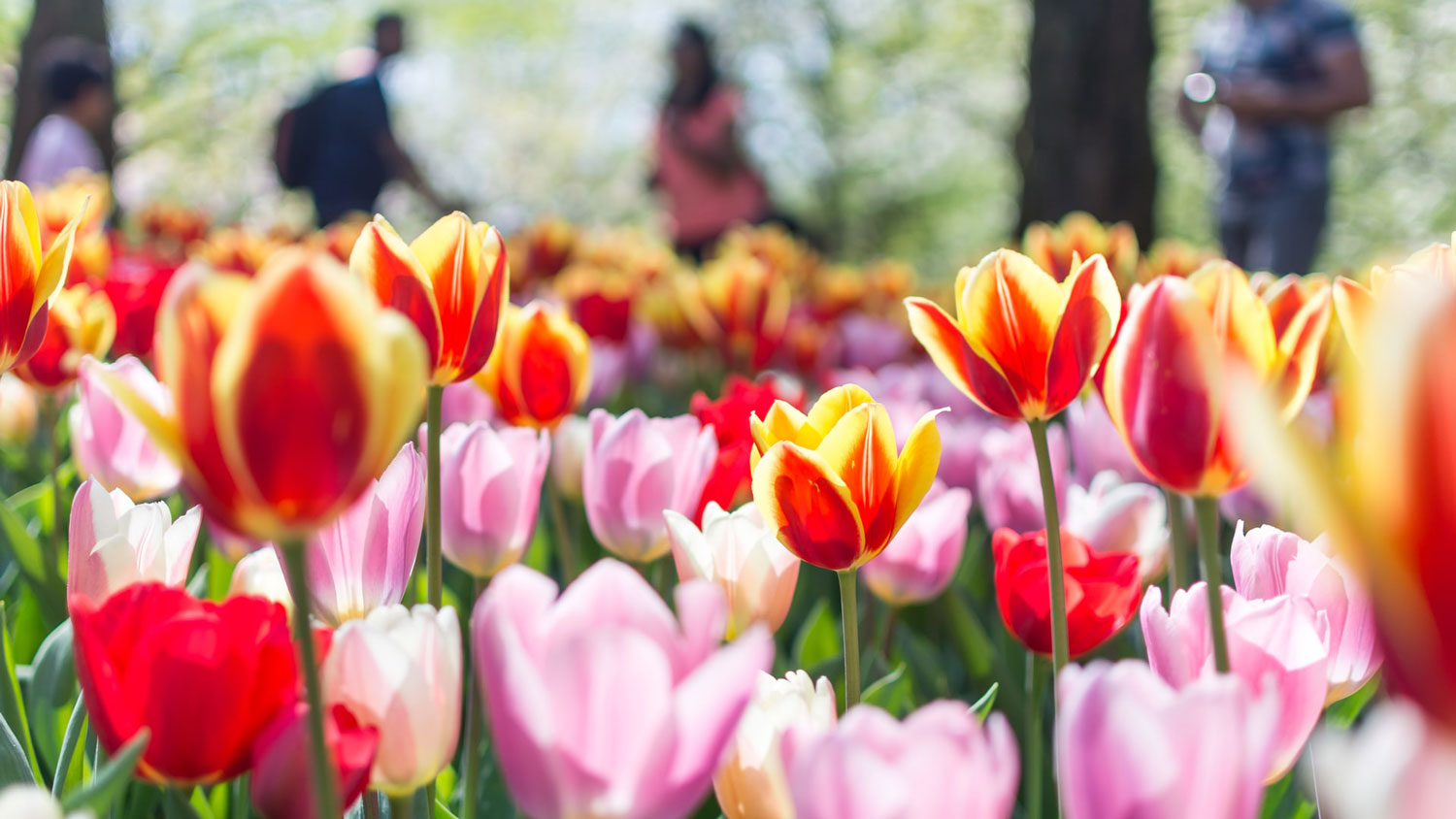 Lisse, Netherlands