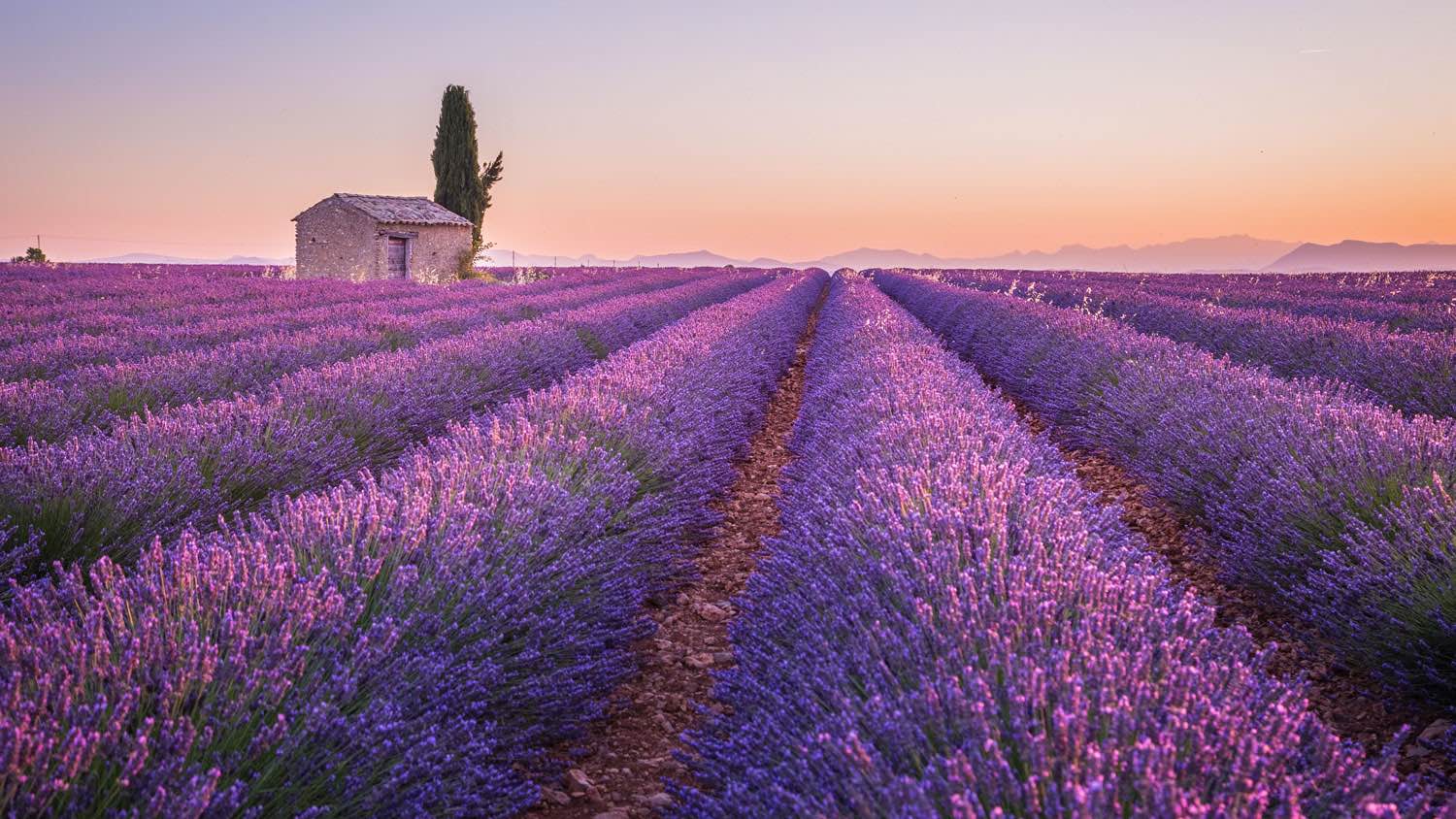 Provence, Italy lavender fields