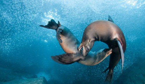 Why Is the Sea of Cortez Called the “World’s Aquarium”?