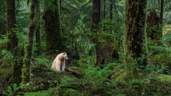 Adventure Awaits in B.C. Spot bears on the Great Bear Rainforest with Maple Leaf Adventures