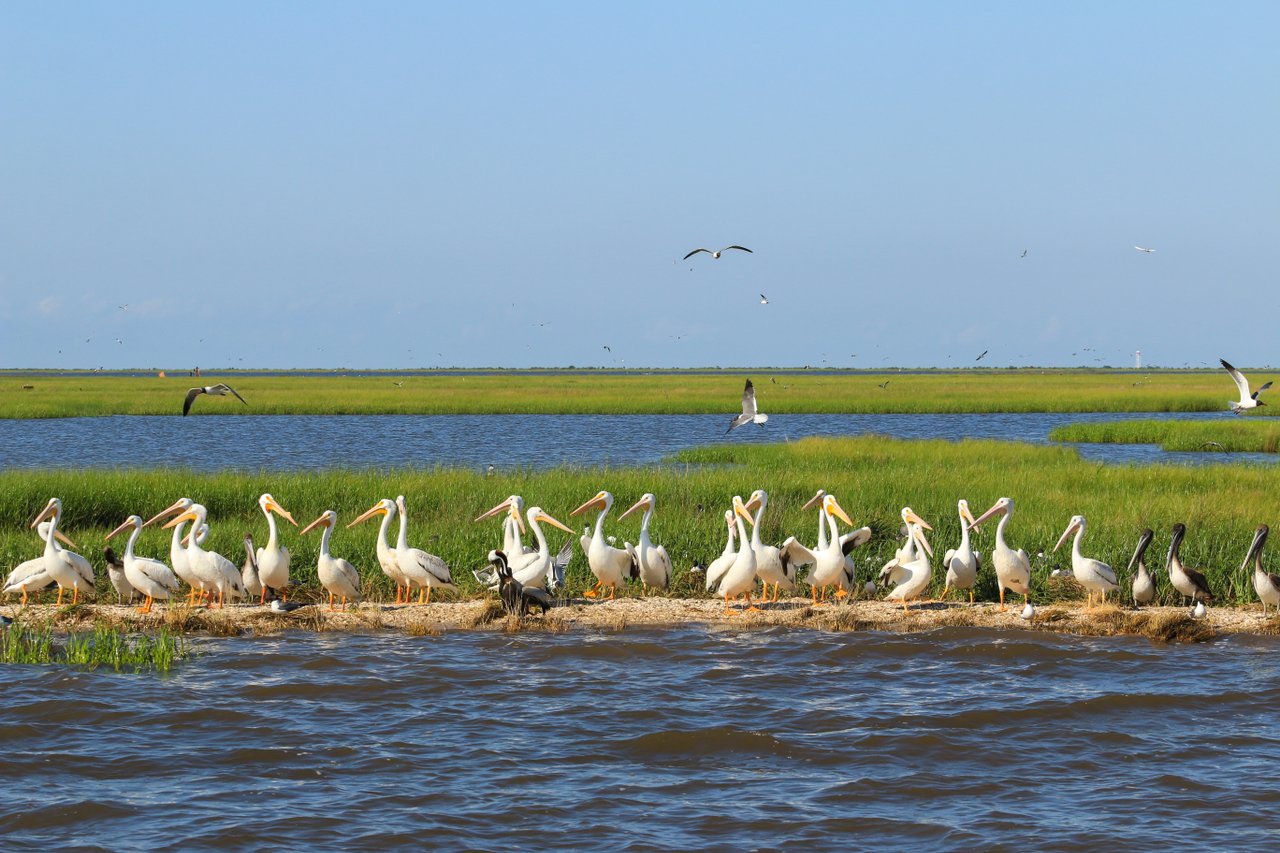 Lake Charles Wildlife