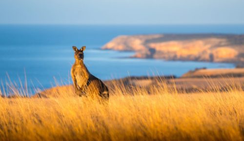Why Kangaroo Island makes for the ultimate Australian escape