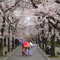 Cherry Blossom, Japan