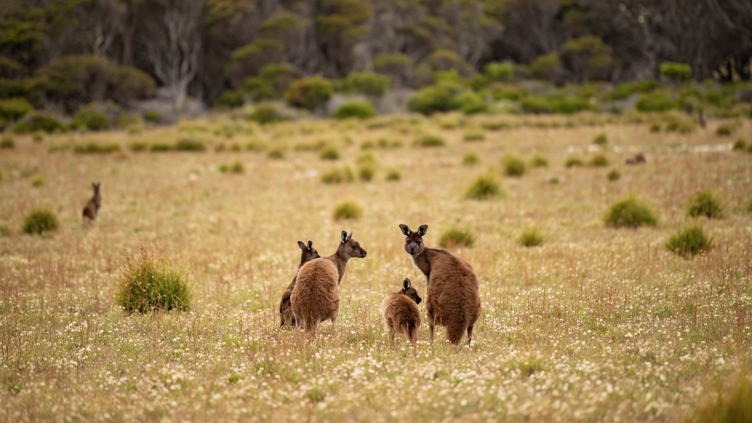 A mob of kangaroos pauses on Kangaroo Island, wandering the rugged cliffs and open grasslands. Photo: Tourism Australia