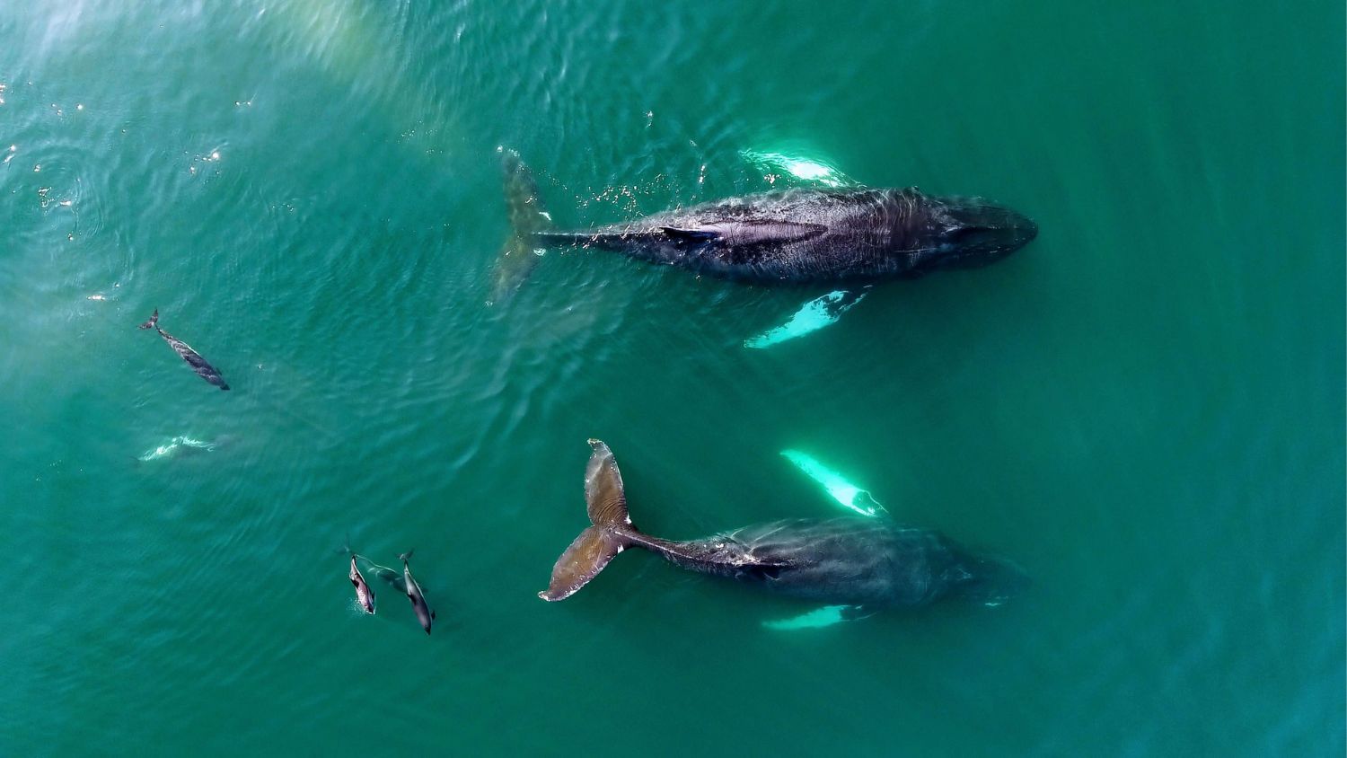 Pods of dolphins and rare whales call the Bay of Fundy home | novascotia.com