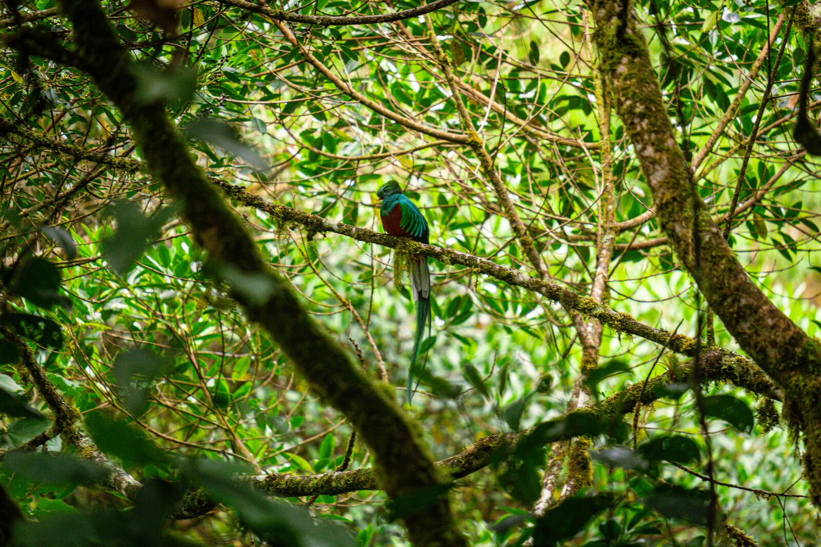 Quetzal bird resting on a tree