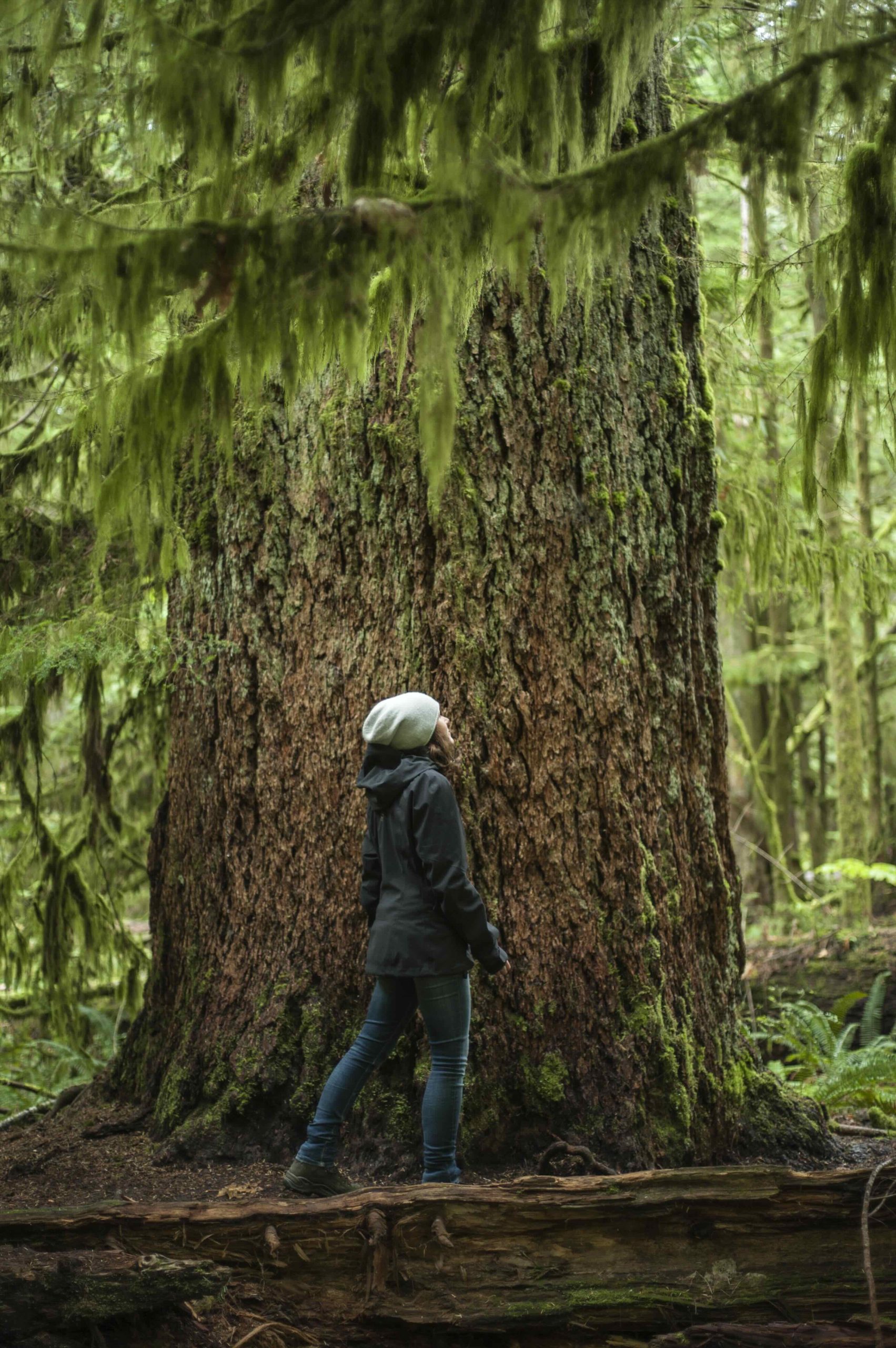 Cathedral Grove, Vancouver Island