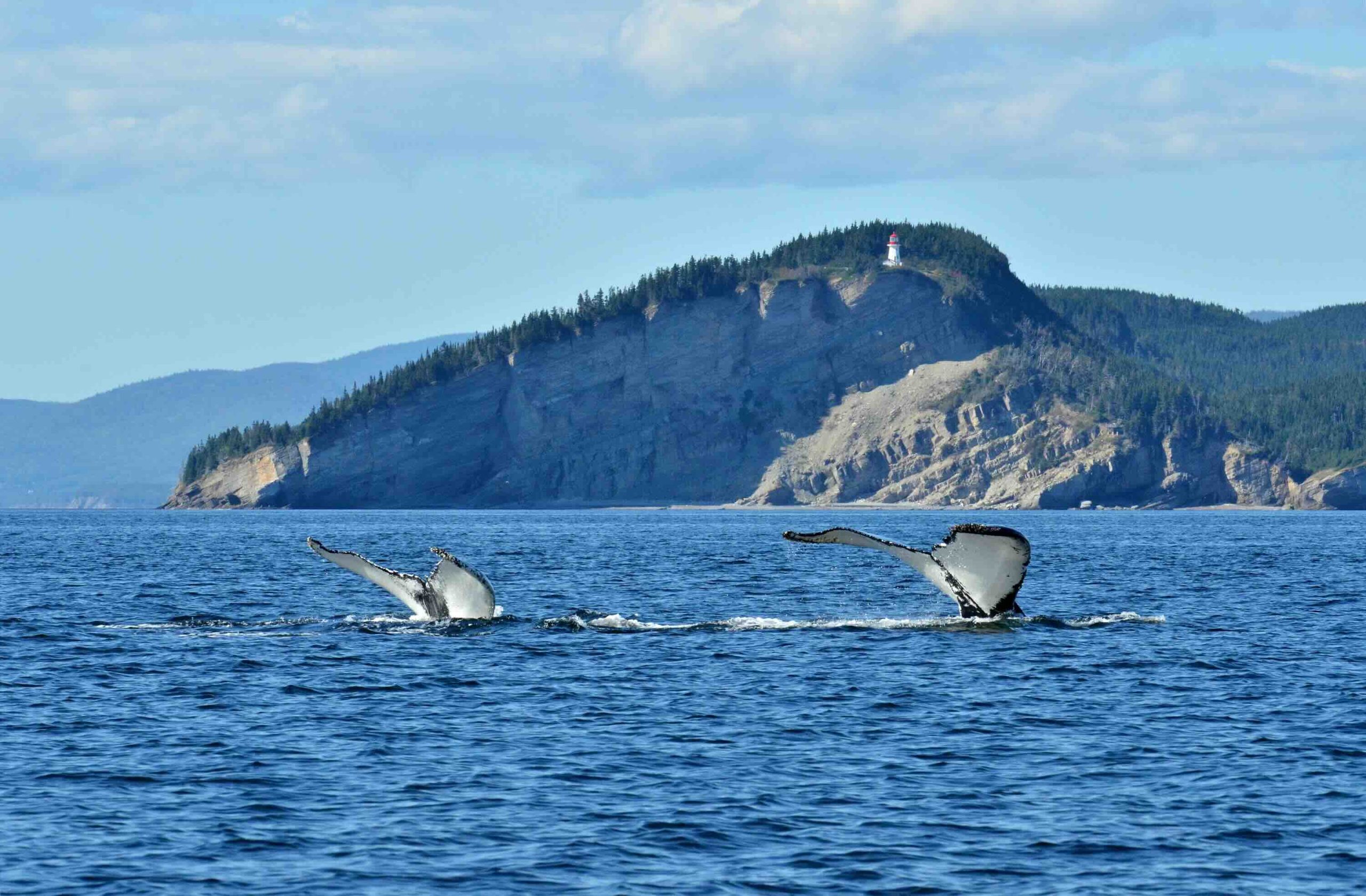 Whales off Cap Gaspé, Forillon National Park : Marc Loiselle