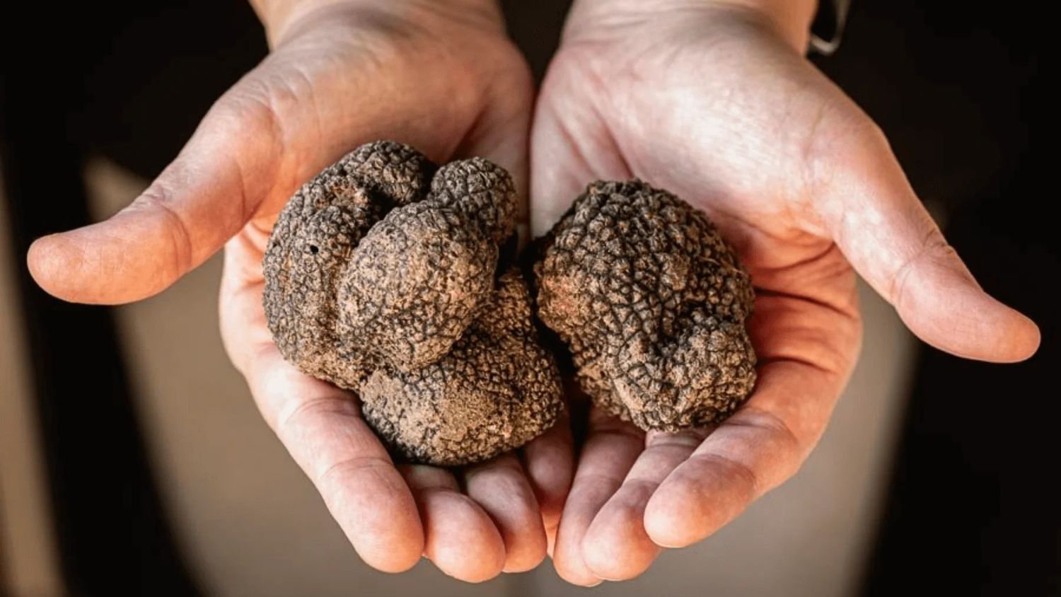 Close-up of freshly harvested black truffles with dark textured surfaces, sourced by Toronto’s Truffle Kings for their earthy aroma and rich flavour.
