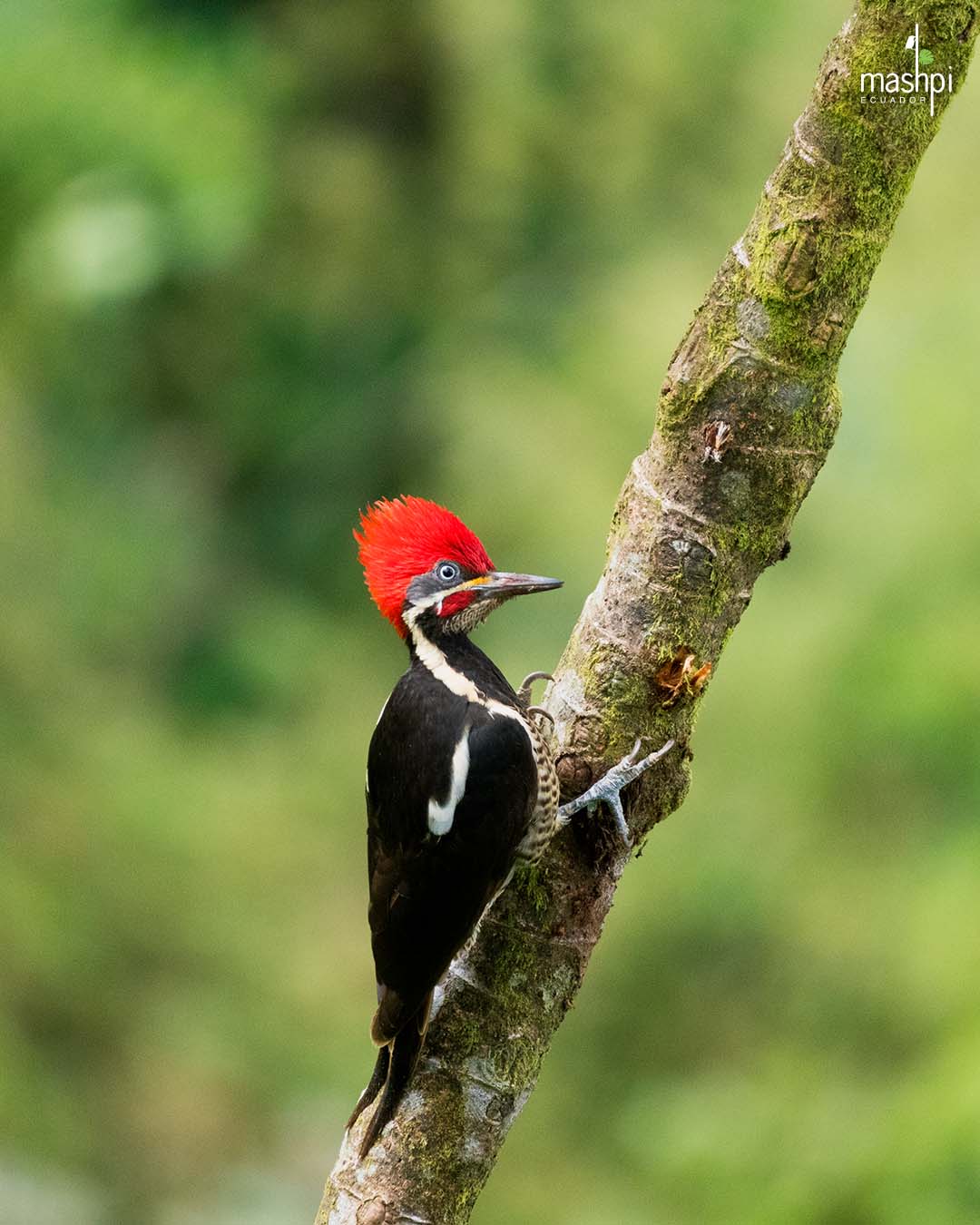 In the emerald depths of Mashpi’s cloud forest, the lineated woodpecker (Dryocopus lineatus) acts as a true forest engineer. With its powerful beak, it carves nesting cavities that later become safe havens for countless other species