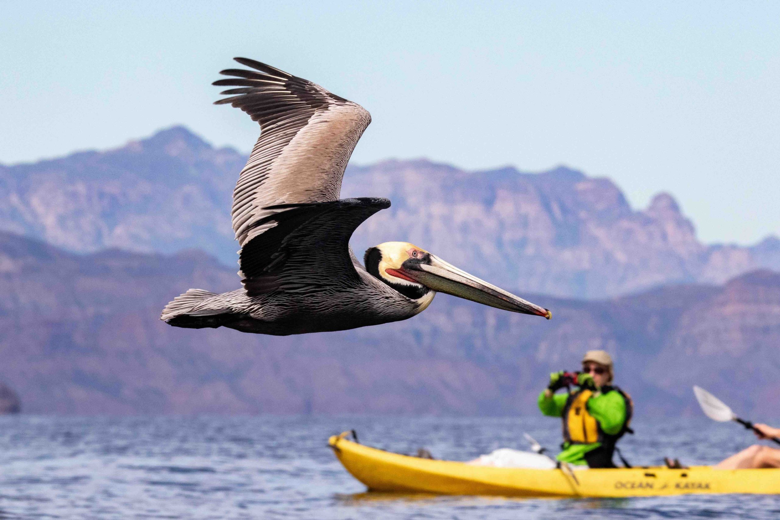 sea of cortez uncruise