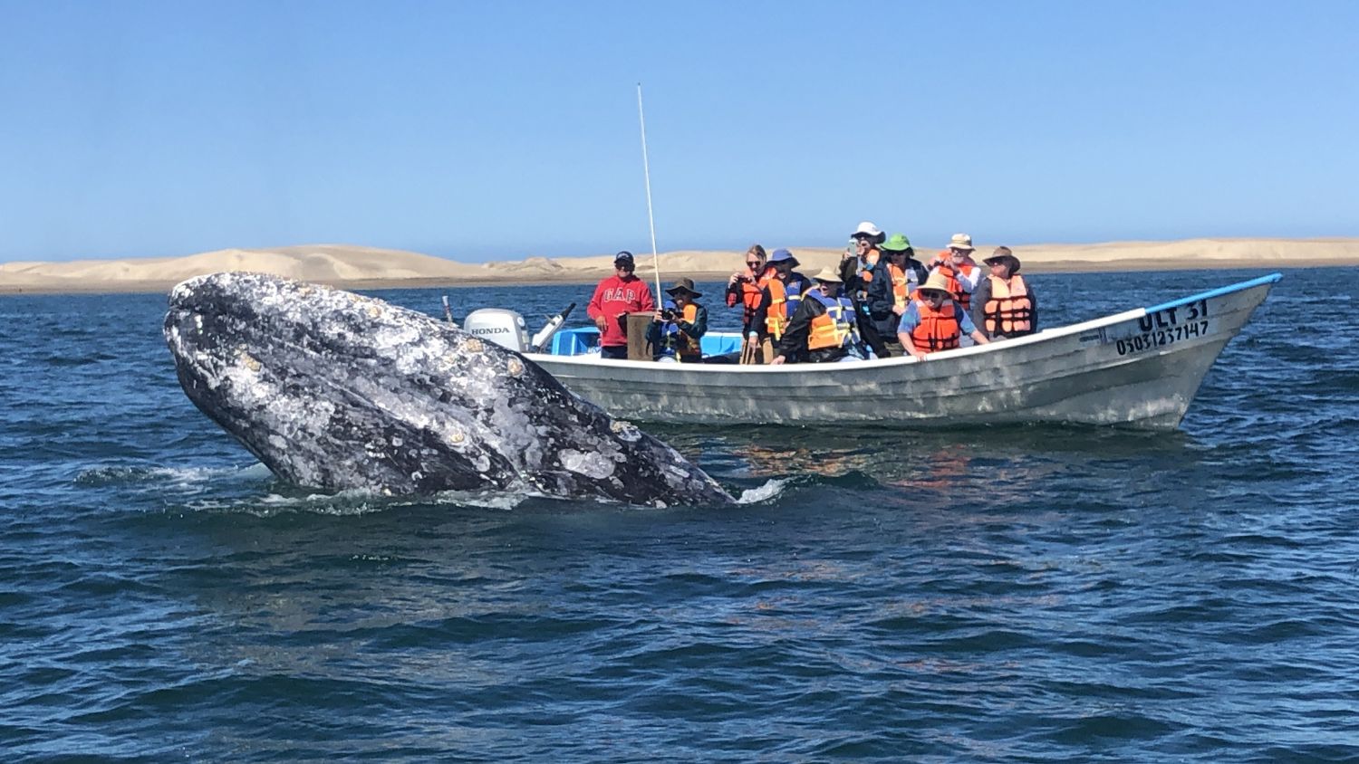 Uncruise whale watching