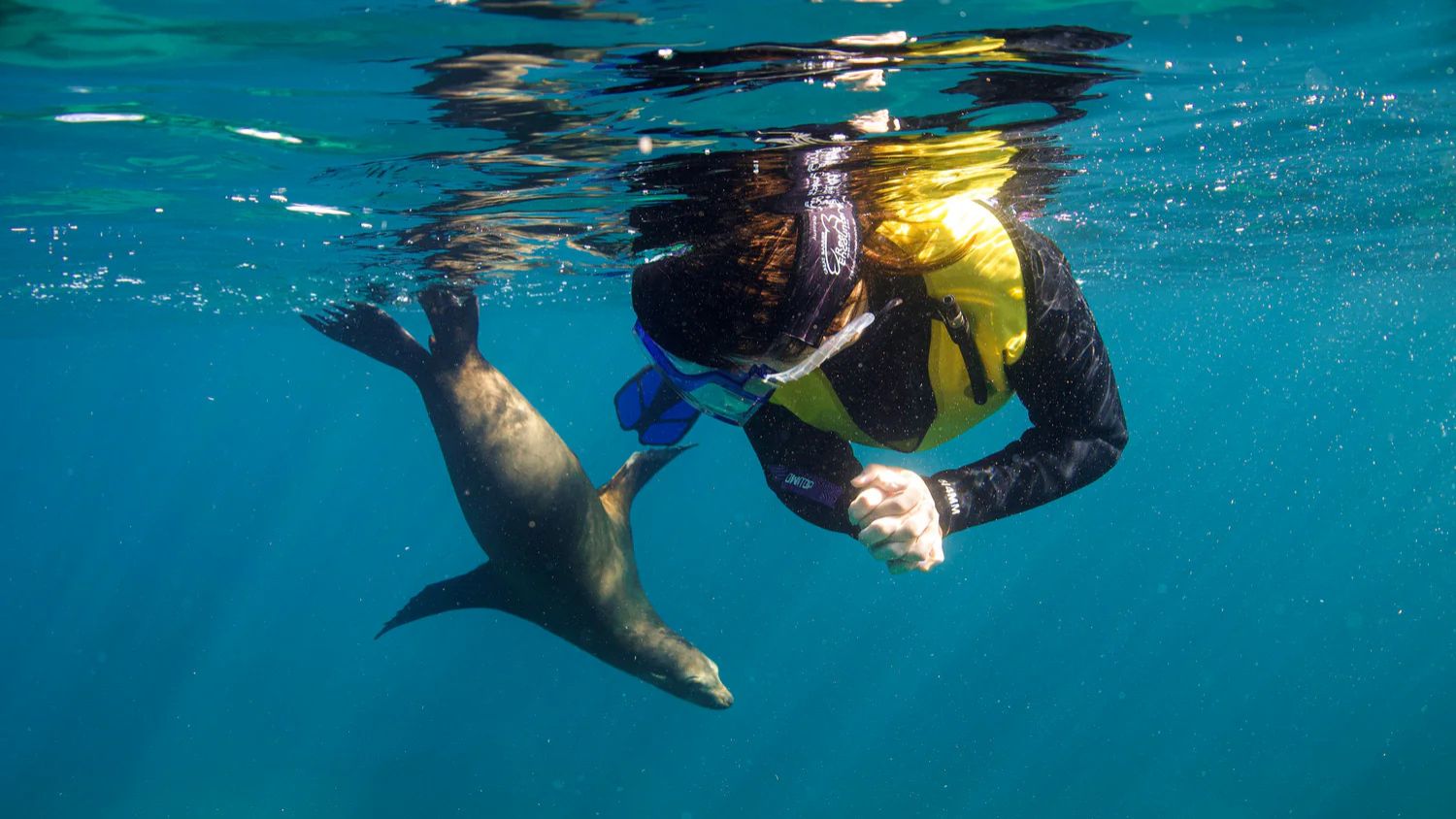 Sea Lion, Sea of cortez