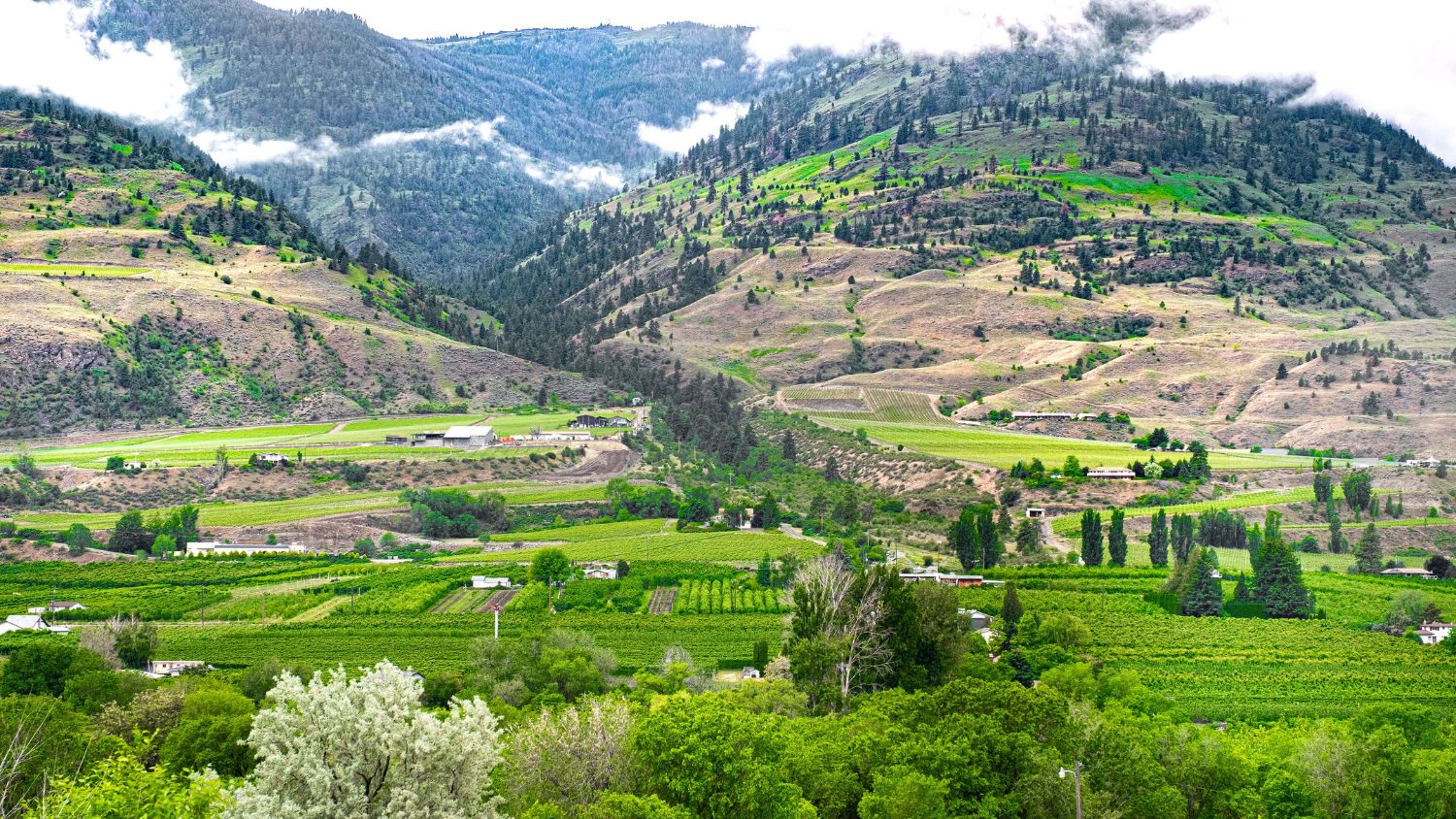 Oliver–Osoyoos Wine Country