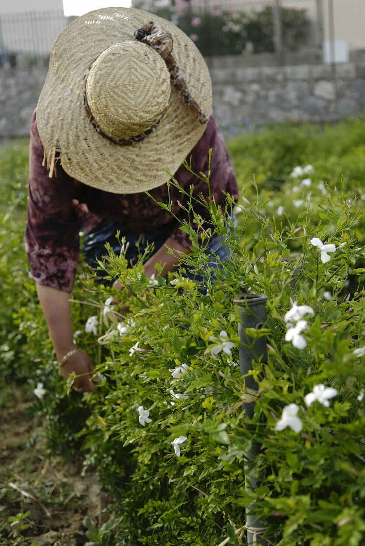 Worker handpicking jasmine flowers in Grasse, the perfume capital of the world, where blossoms are crafted into luxury fragrances.