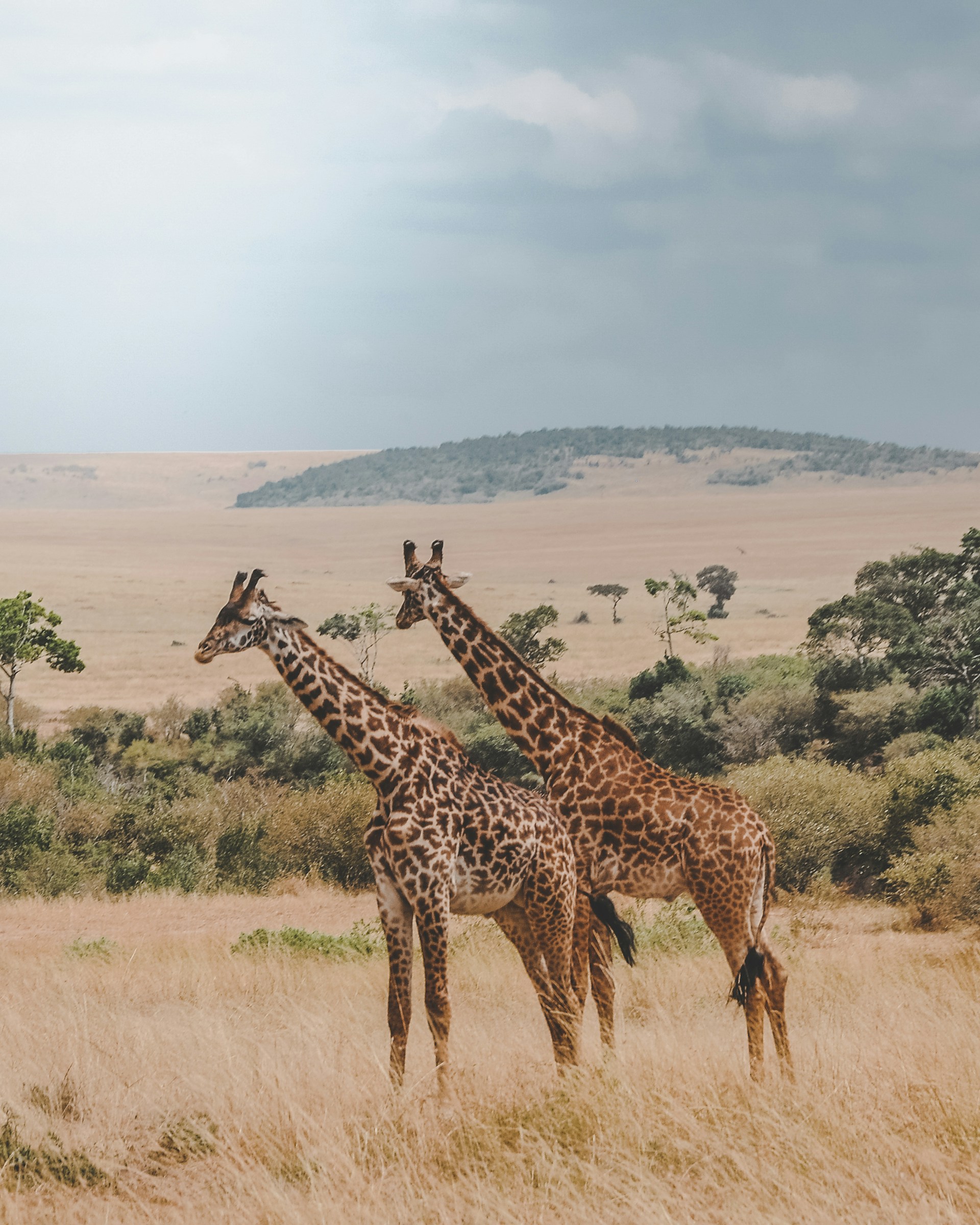 Masai Mara National Reserve, Kenya
