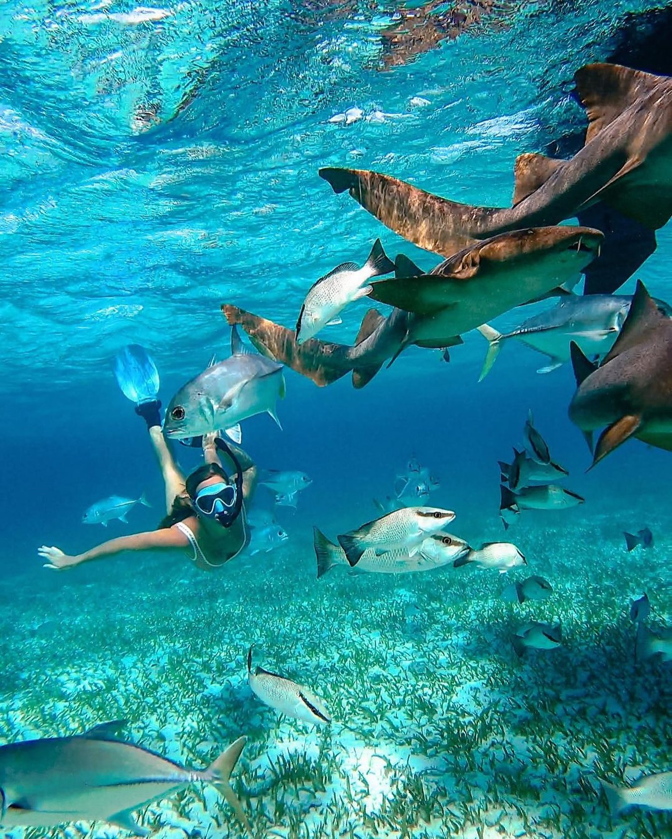 Buccoo Reef, Tobago, a vibrant coral ecosystem teeming with marine life, perfect for snorkeling or a scenic boat tour in the turquoise Caribbean waters.