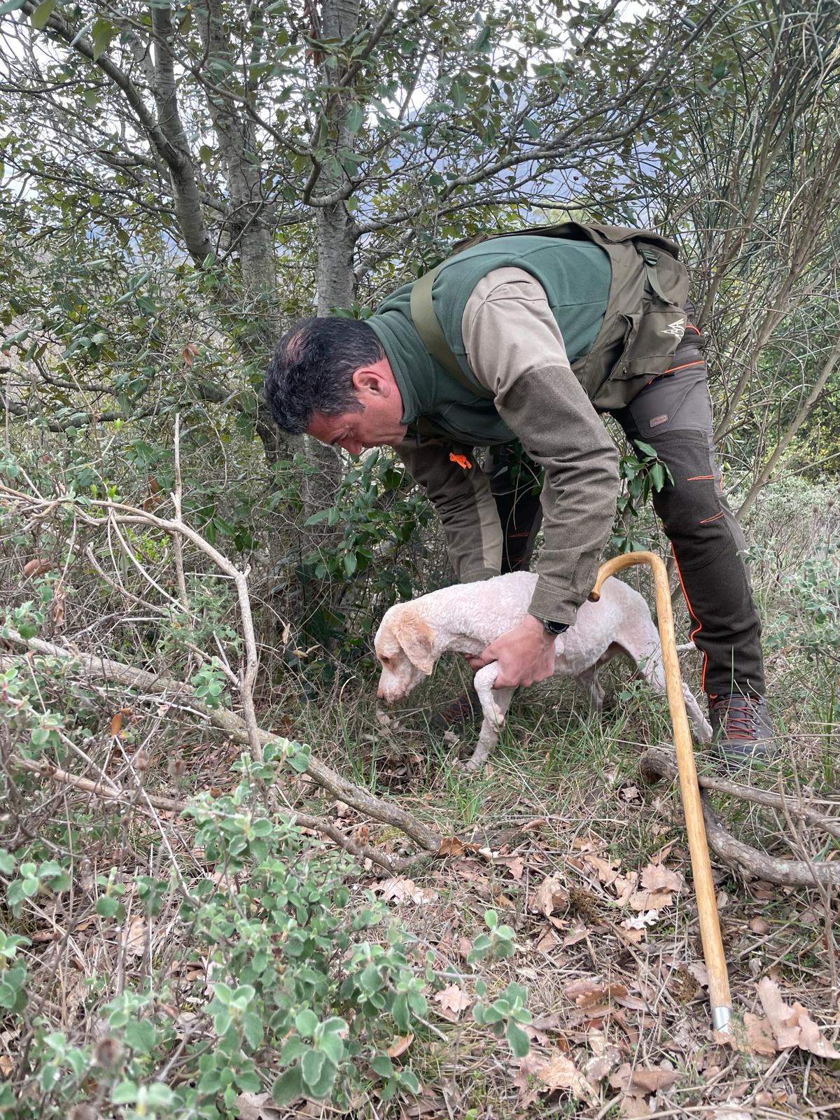 A truffle hunter at Tenuta di Murlo in Umbria guides his Lagotto Romagnolo dog during a search for black and white truffles in the forest.