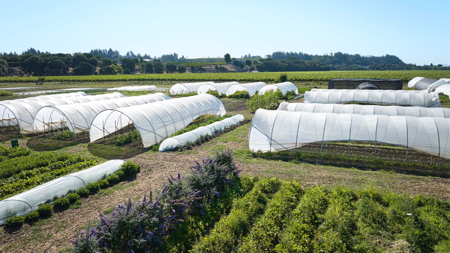 SingleThread's impressive farm consist of greenhouses, an heirloom orchard, an apiary, and a garden that supplies the floral designs. Photo: Kim Carroll/SingleThread