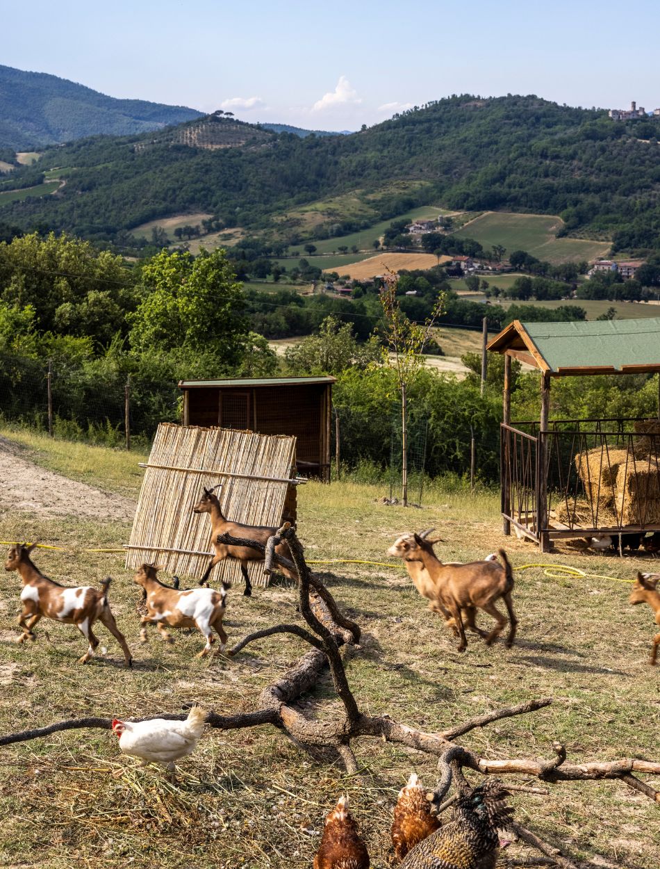 Goats and chickens roaming freely at Tenuta di Murlo’s farm in Umbria, with rolling green hills and vineyards in the background.