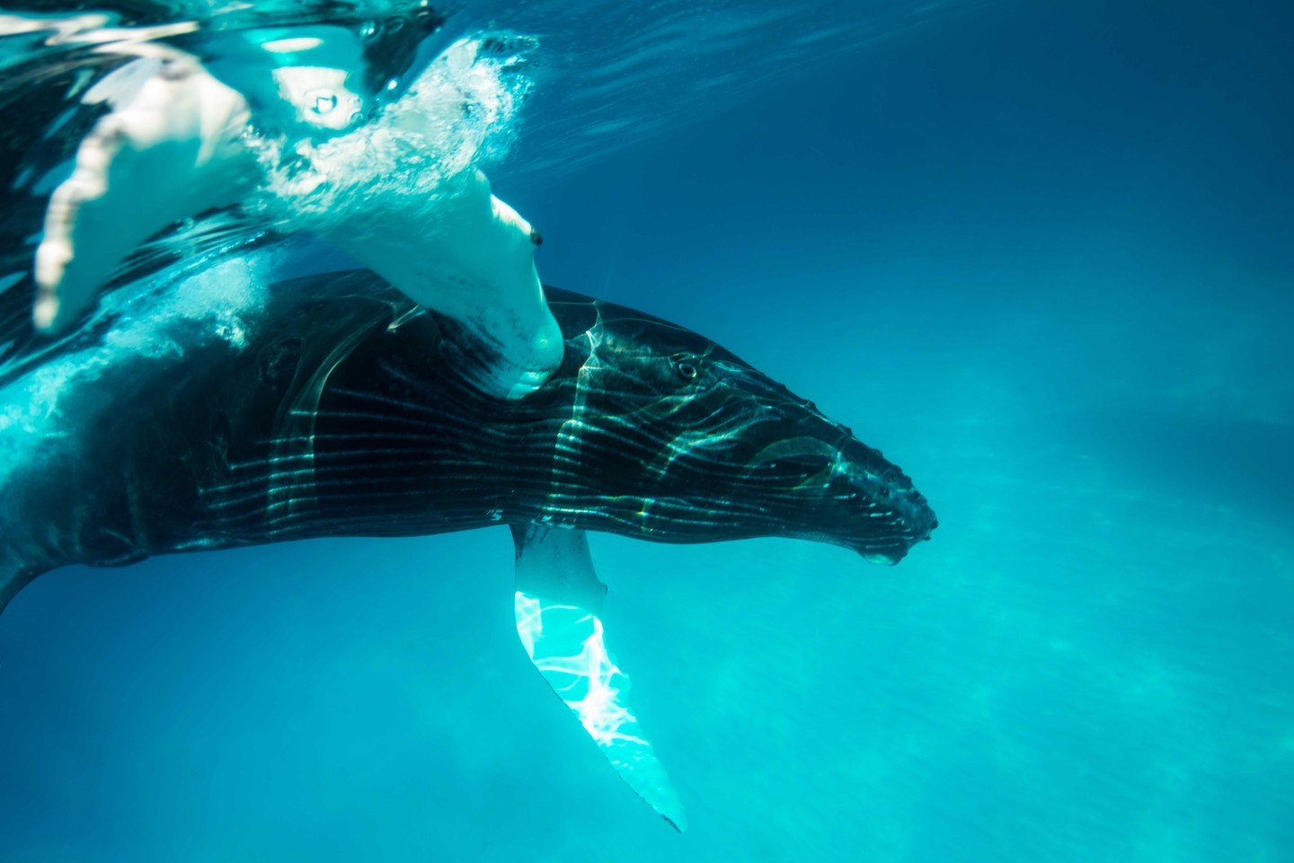 Whale Watching