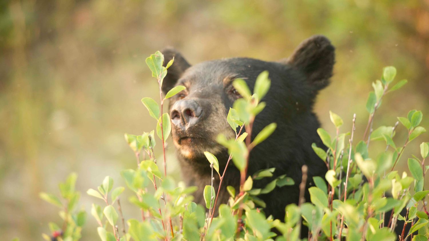 A black bear peers through the underbrush. 