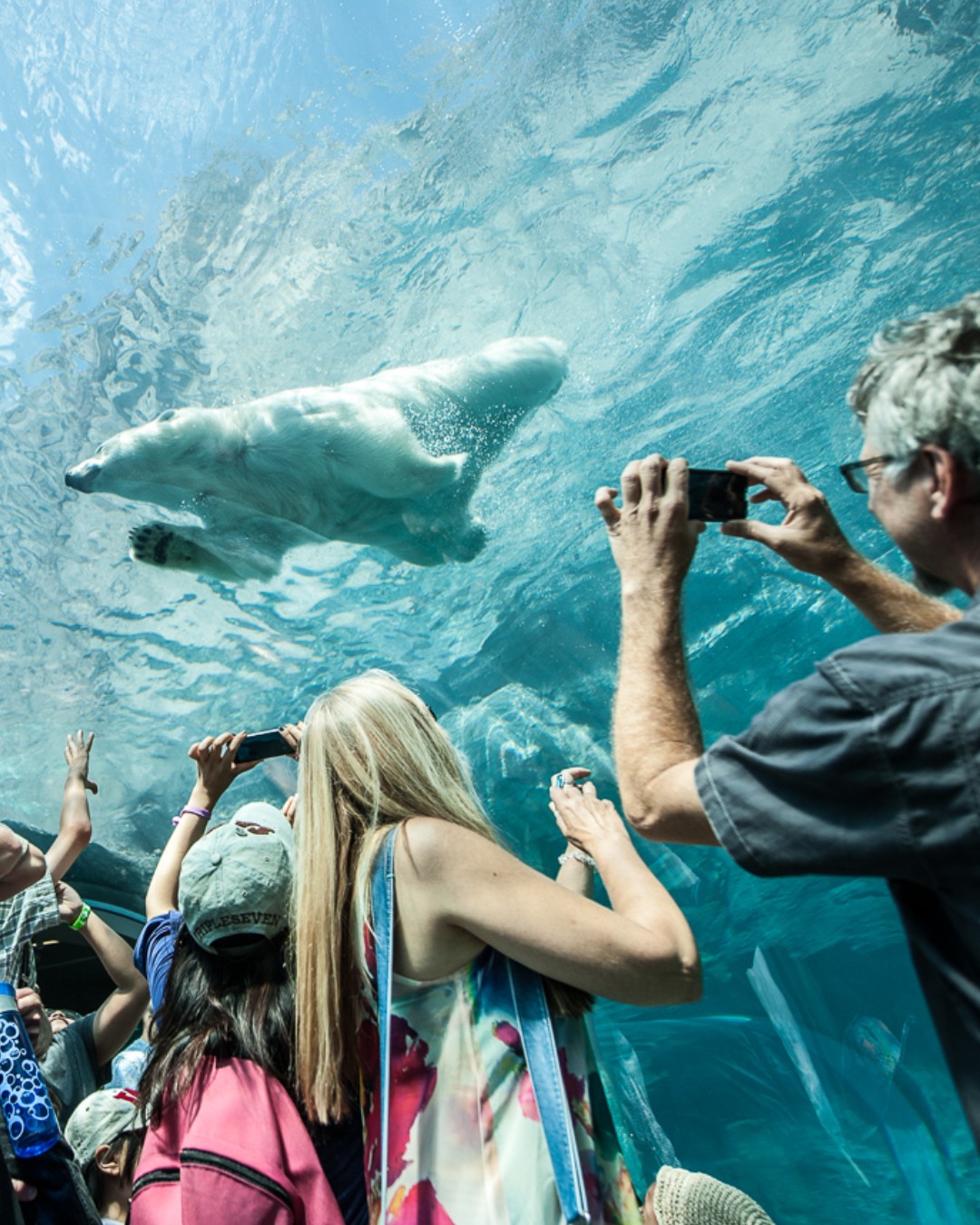 Assiniboine Park Zoo’s Journey to Churchill features Arctic animals across 10 acres. The standout: the Sea Ice Passage, a glass tunnel beneath the polar bear pool, where polar bears swim overhead, paws and fur pressing against the glass. Photo: Assiniboine Park & Zoo