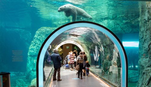 From Plates to Polar Bears: Winnipeg’s Must-Do Winter Experiences