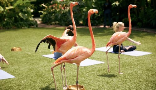 The flamingos usually take an afternoon stroll Rosewood