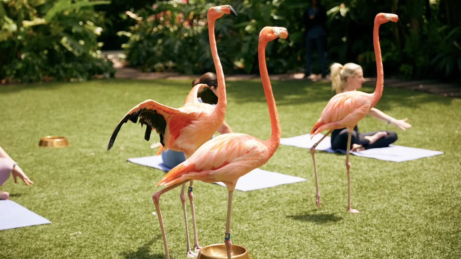 The flamingos usually take an afternoon stroll Rosewood