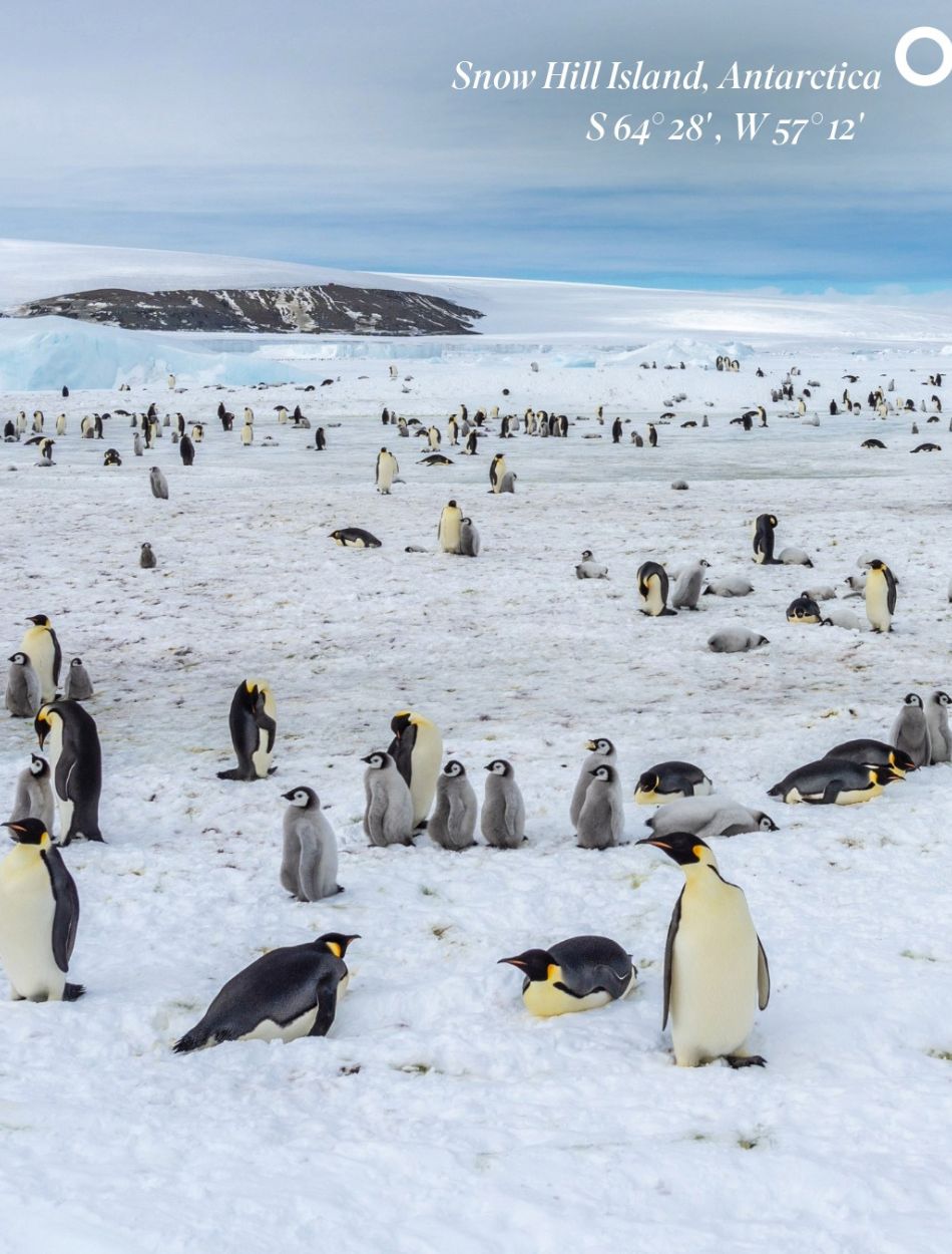 Emperor penguins are the largest penguin species in the world, recognizable by their distinctive sunny neck markings. Unlike other penguins that come ashore, Emperors spend their entire lives on sea ice, making them far less accessible. Photo: @scenic.luxurycruisestours