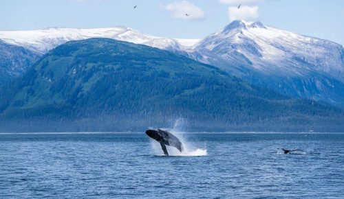 Regent Seven Seas Cruises Alaska Whales Experience